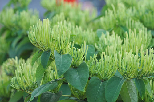  p data-id="gnawo25xe7">"渝蕾一号"金银花茶,出自素有天然药库之称