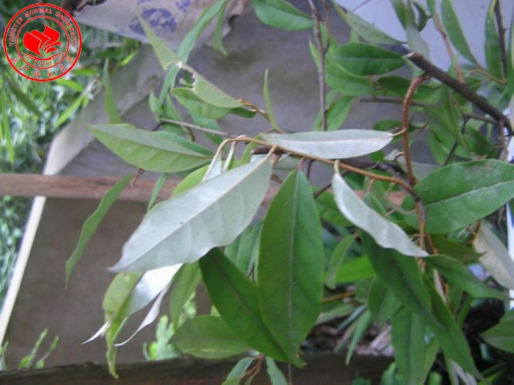  p> a href="#" data-lemmaid="3032822">长叶胡颓子 /a>,别名:马鹊树