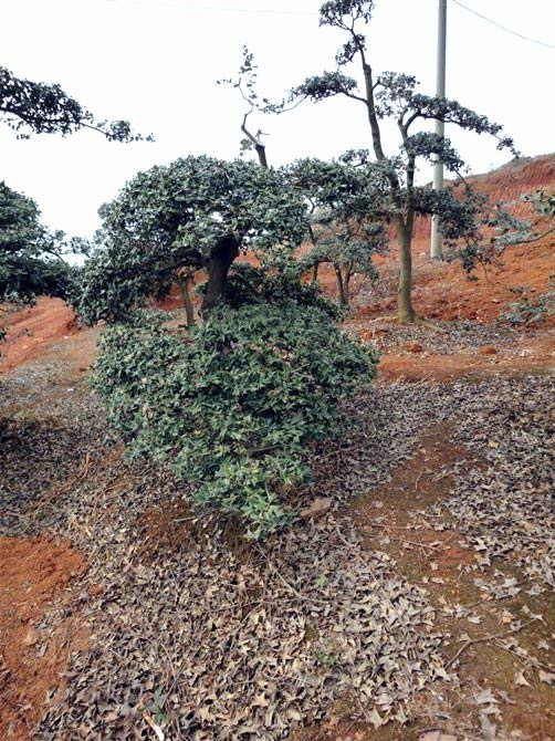 ilex cornuta)又名 a target="_blank" href="/item/猫儿刺/4558809"