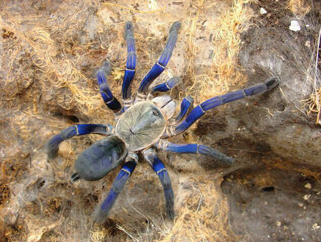  p>泰国金属蓝(拉丁学名:haplopelma lividum)又名泰国钴蓝捕鸟蜘蛛