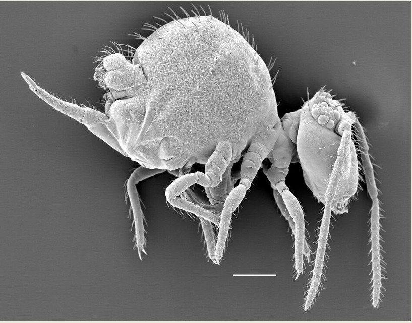  p>弹尾目(collembola)通称 a href="#" data-lemmaid="6300493">跳虫