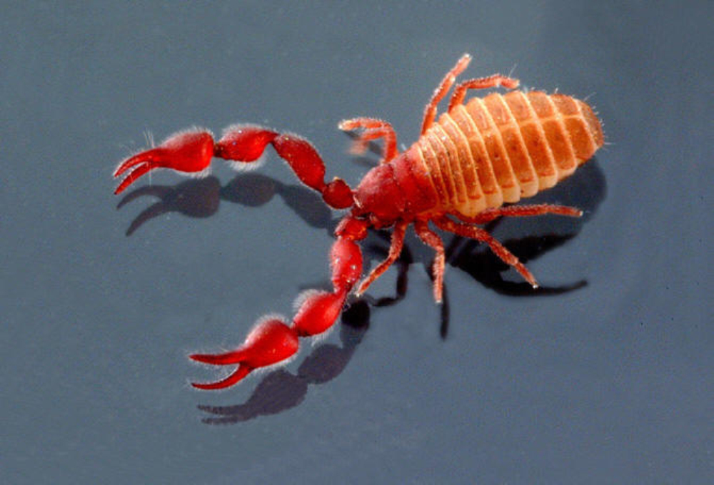 p>伪蝎:pseudoscorpionida本目动物因 a href="#" data-lemmaid="