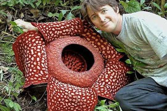 rafflesia magnifica madulid, tandang & agoo