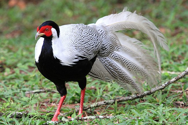 白鹇(学名: i>lophura nycthemera /i>):国家二级保护动物,属于大型鸡