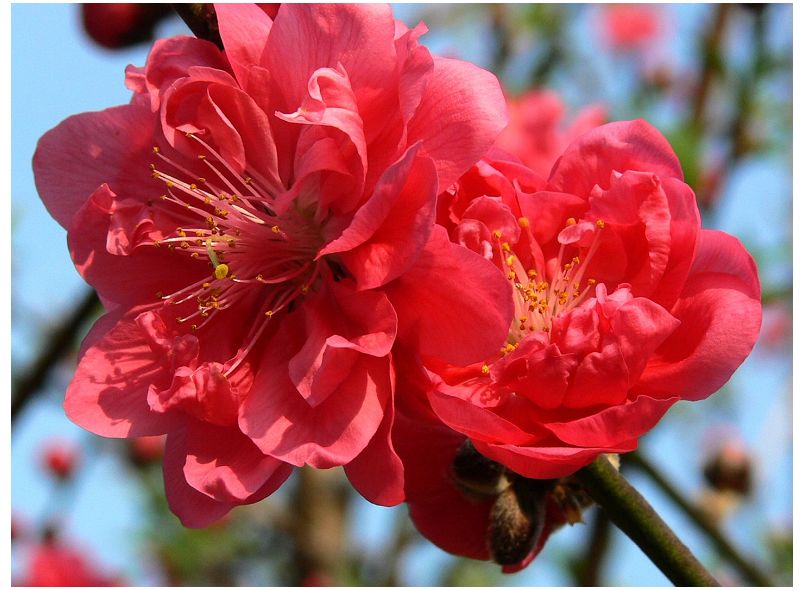 花半重瓣,深红色,别名:  a target="_blank" href="/item/红桃