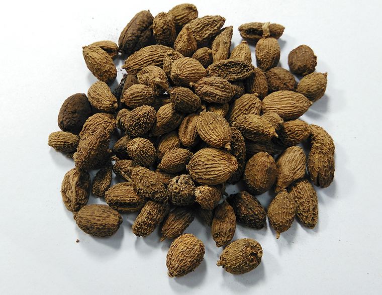  p>红壳砂仁,姜科豆蔻属草本植物,高约2米,为我国独有,生长于竹林中