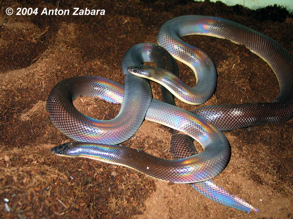  p>美洲闪鳞蛇科(loxocemus bicolor),原蛇亚目下的一个单型科及单型