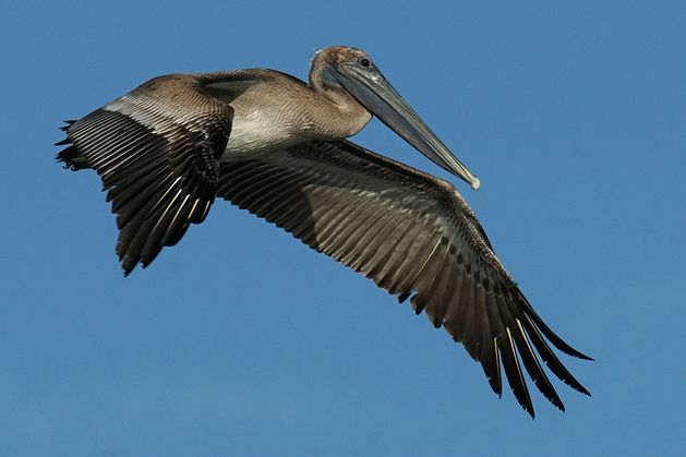 pelecanus occidentalis carolinensis