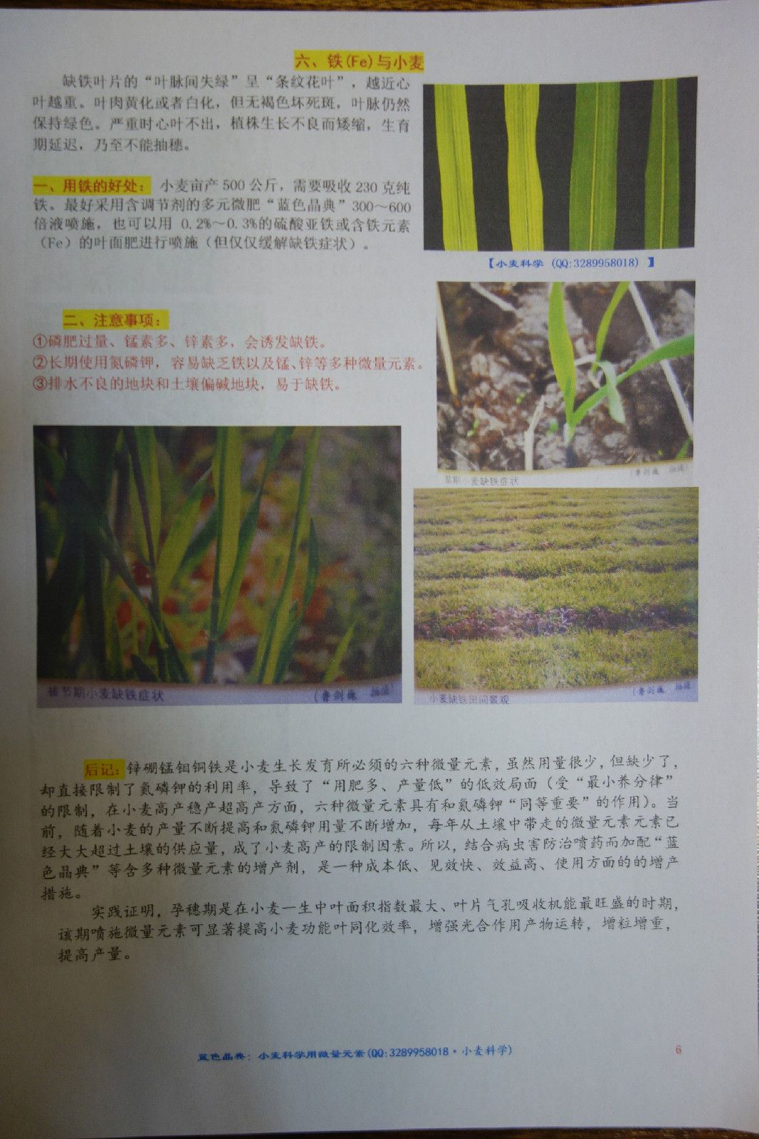 小麦缺素症