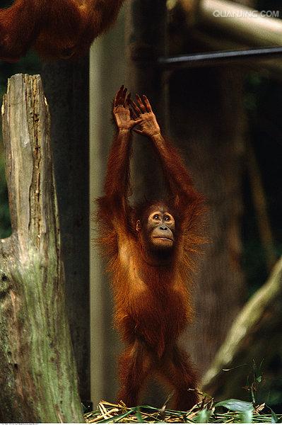  p>猩猩也叫 a href="#" data-lemmaid="2032856">人猿 /a>, a>灵长目