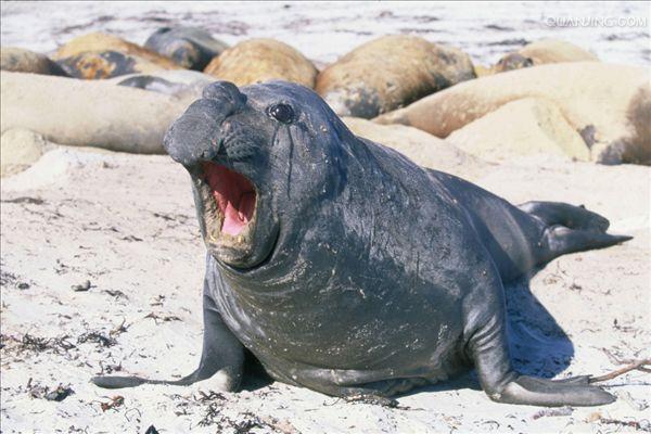  p>南象海豹是一种在近岸水域以南极鱼为食,在其他地方主要吃头足类的