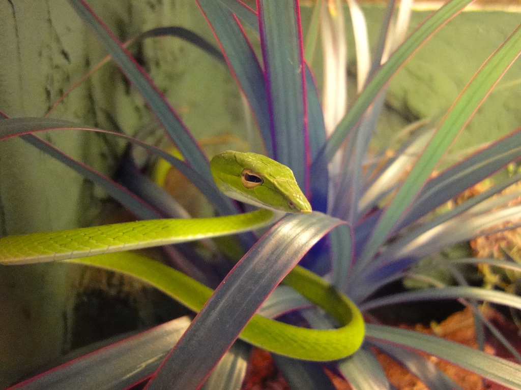  p>绿瘦蛇(学名: i>ahaetulla prasina /i>)是游蛇科,瘦蛇属轻毒性后