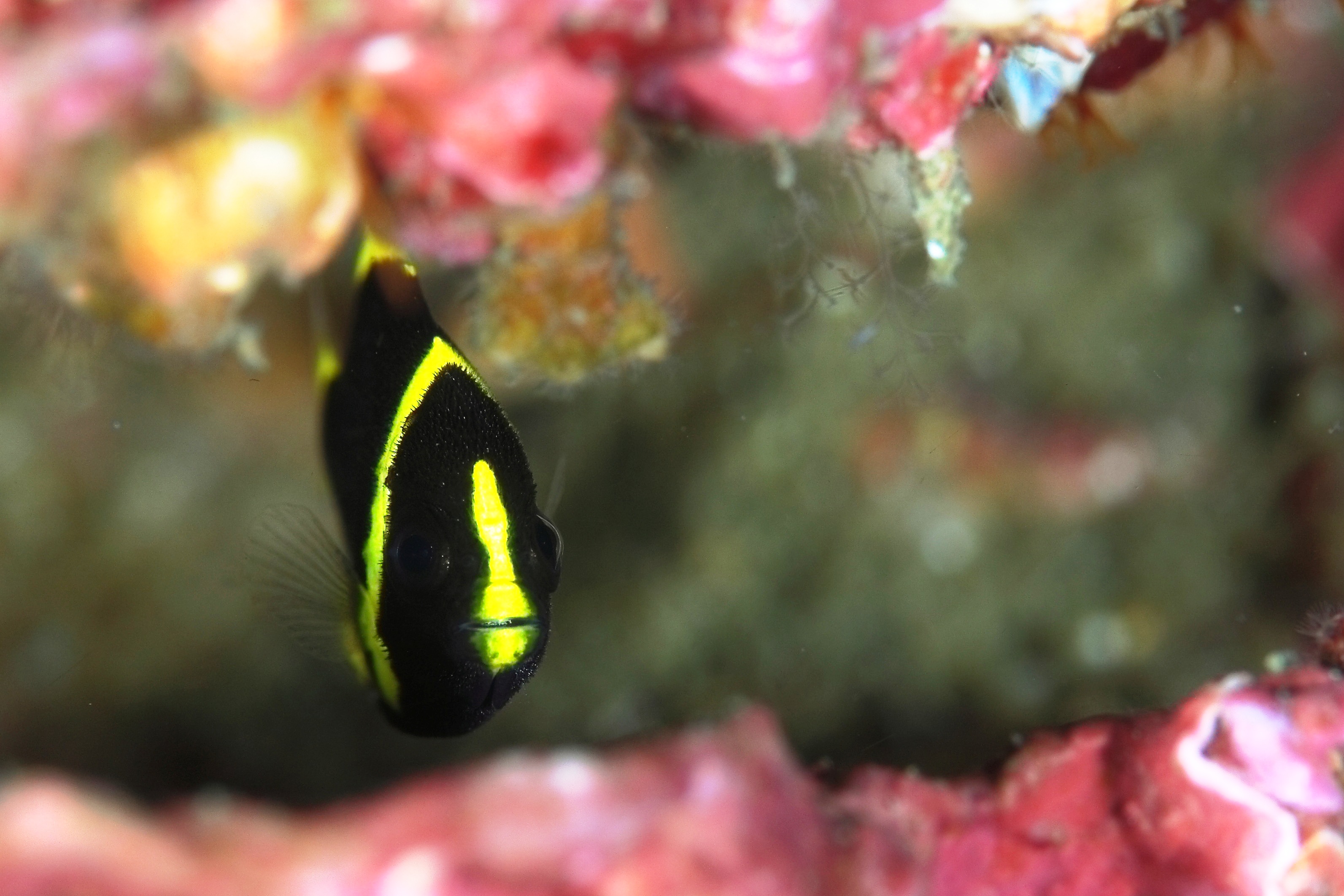  p>黑宝马种属 a href="#">棘蝶鱼 /a>科,身体大部分是黑色,带着灰色