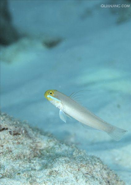  p>虾虎鱼是虾虎鱼科各虾虎鱼种类的统称.