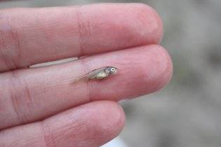tinyfish_百度百科