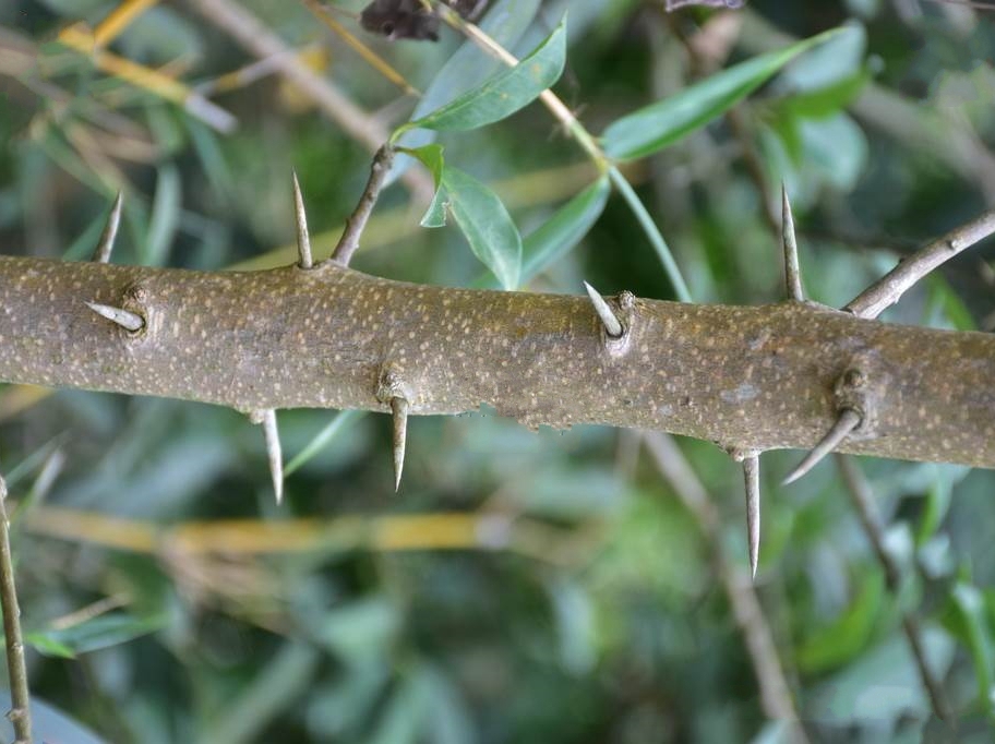  p>构棘(学名: i>maclura cochinchinensis  /i>(loureiro) corner)是