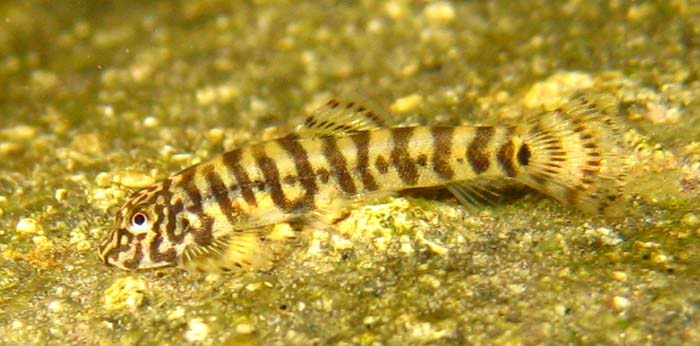  p>麦氏拟腹吸鳅,学名: i>pseudogastromyzon myersi  /i>(herre