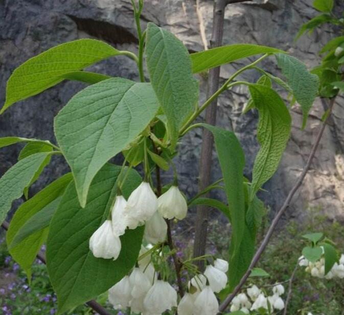 halesia ellia ex linn.