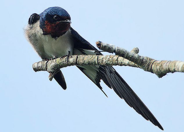 red-chested swallow