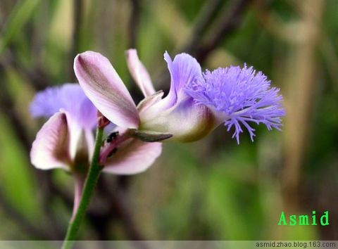  p> b>西伯利亚庭荠 /b>(学名: i>alyssum sibiricum /i>)是十字花科