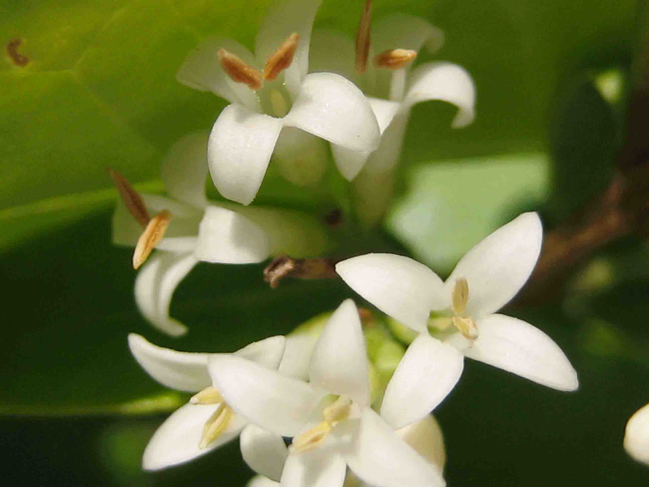  a target="_blank" href="/item/女贞属">女贞属 /a>常绿灌木或乔木