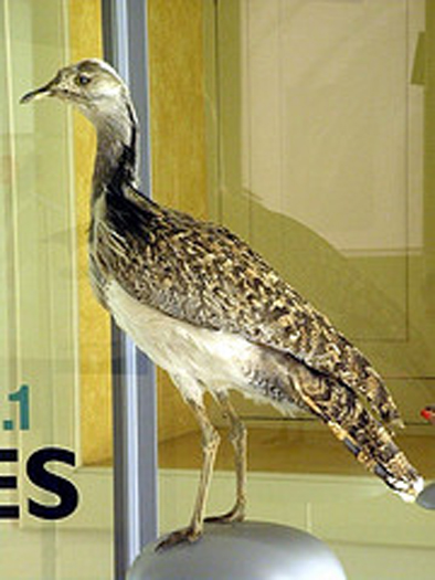 chlamydotis undulata fuertaventurae