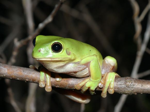  p>澳大利亚绿色雨蛙(学名:litoria caerulea )英文名称 "绿树蛙"