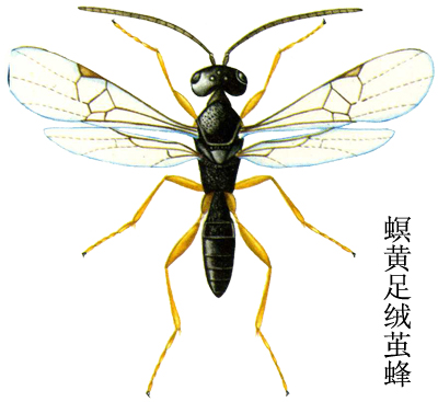 螟黄足绒茧蜂