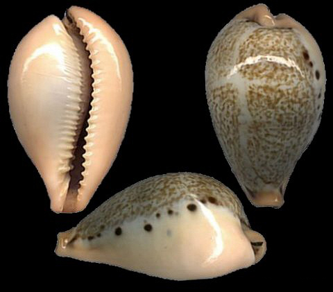  p>玉女宝螺(学名:austrasiatica hungerfordi hungerfordi)是 a href