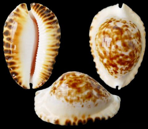  p>巴塔凯蒂宝螺是一种中腹足目,宝螺科贝类动物,螺壳尺寸49 - 62 mm.