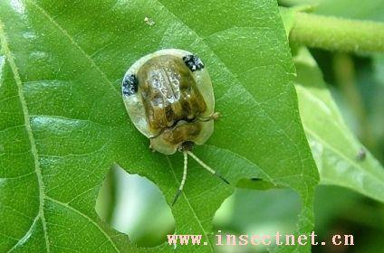  p>大锯龟甲, i>basiprionota chinensis /i>,是 a target="_blank"