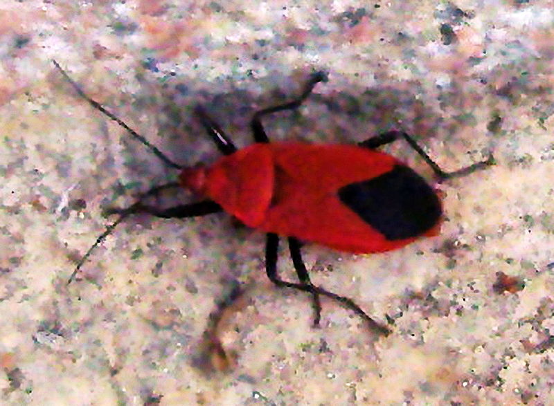 heteroptera