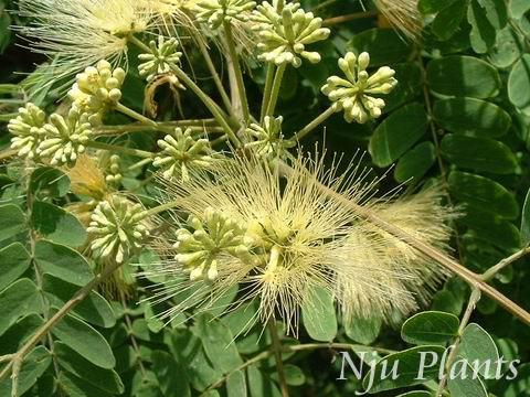  p>山合欢(拉丁学名:albizia kalkora (roxb.