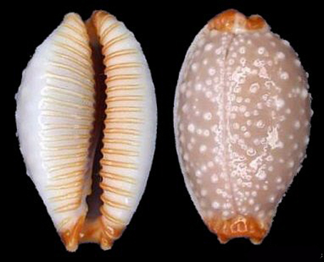  p>鸡皮宝螺(学名:staphylaea limacina limacina)是腹足纲宝螺科的 a