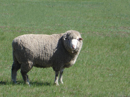 德国肉用美利奴羊