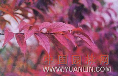 重瓣粉红麦李_百度百科