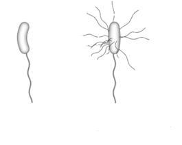  p data-id="gnblhq9sha">霍乱弧菌(vibrio cholerae)是革兰氏阴性菌