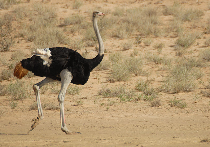  p>非洲鸵鸟南非亚种(学名:struthio camelus australis)鸵形目鸵鸟科