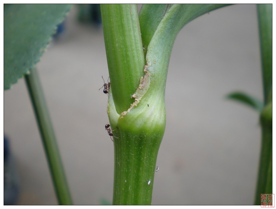 其上端与叶片相连,下端着生在茎上,通常叶柄位于叶片的基部