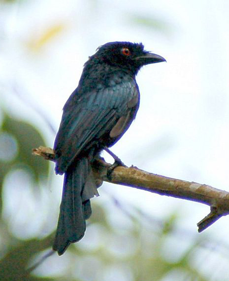 dicrurus paradiseus hypoballus