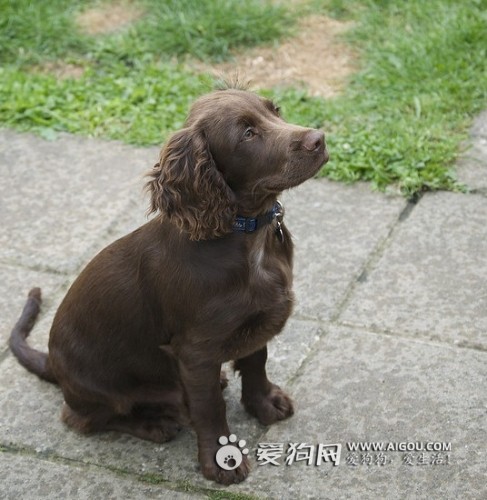 大型美国水猎犬