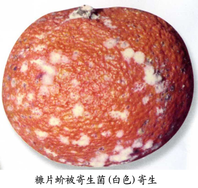  p>糠片蚧(parlatoriapergandicomstock)系多食性害虫,属于昆虫纲同翅