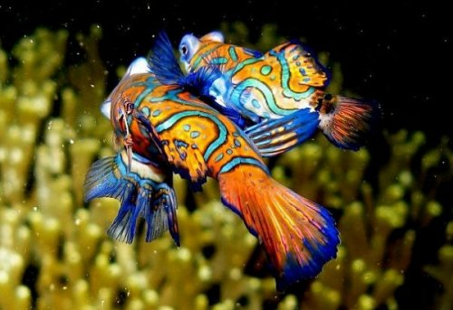 blue wizard) 海洋蓝精灵是对一种罕见的海洋蓝色鱼类——麒麟鱼的