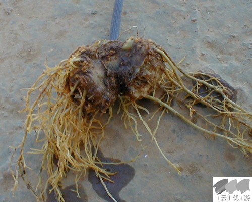 药用植物三七镰刀菌根腐病