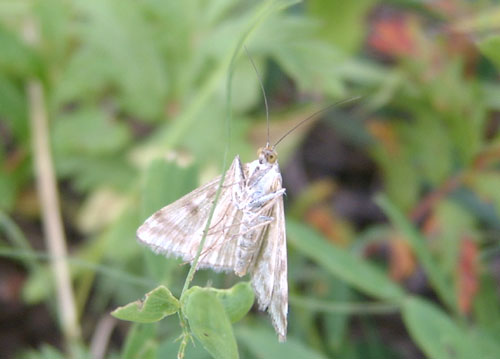 sticticalis ), a href="#" data-lemmaid="6244151">螟蛾科 /a>