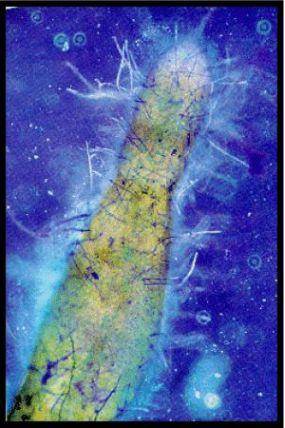 根际微生物_百度百科