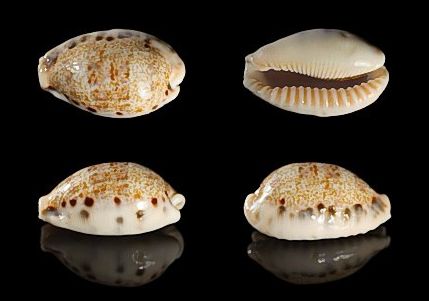  p>宽缘龙清齿宝螺(学名:cypraea caurica dracaena corrosa)是腹足纲