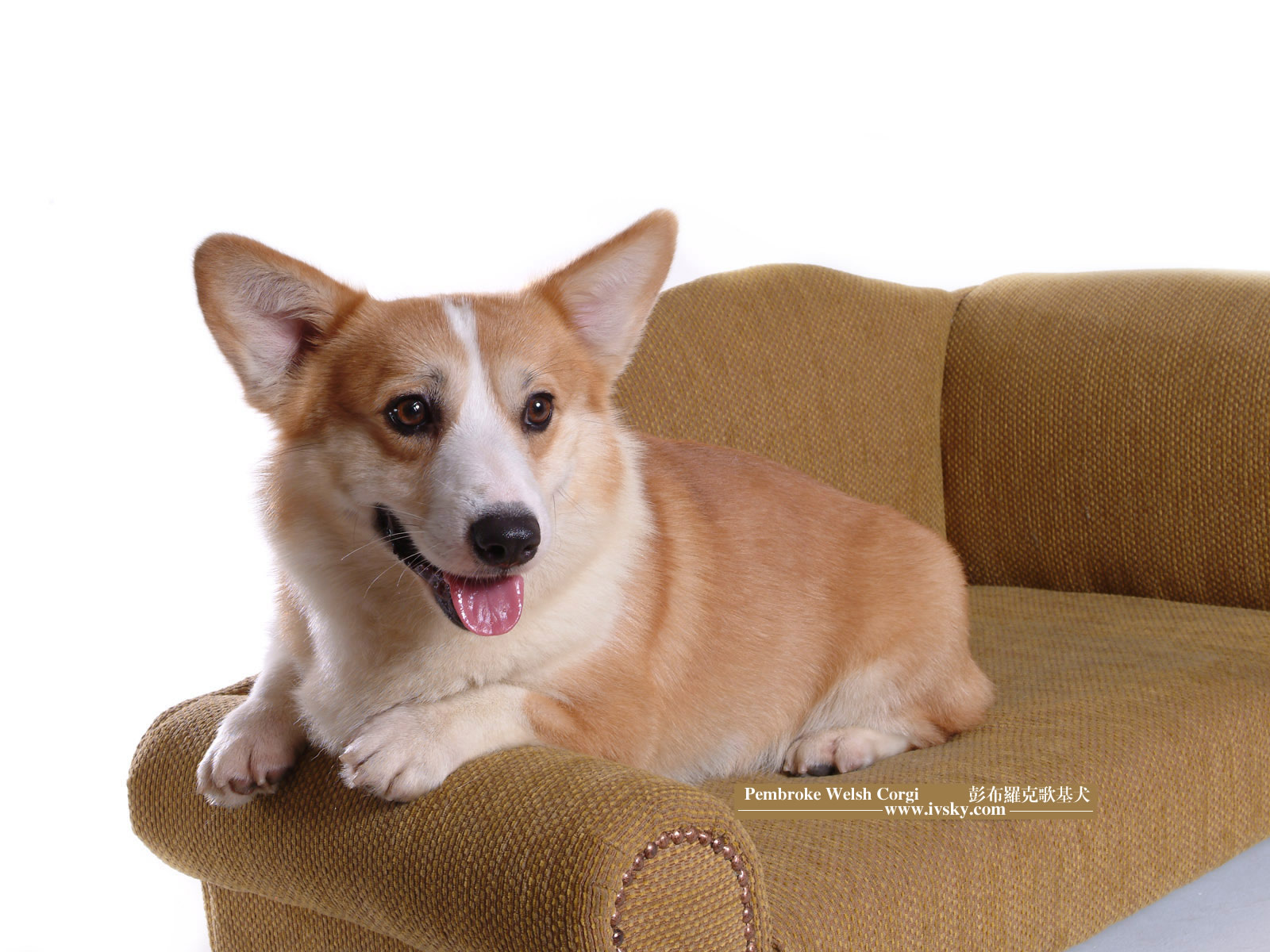 瑞典柯基犬