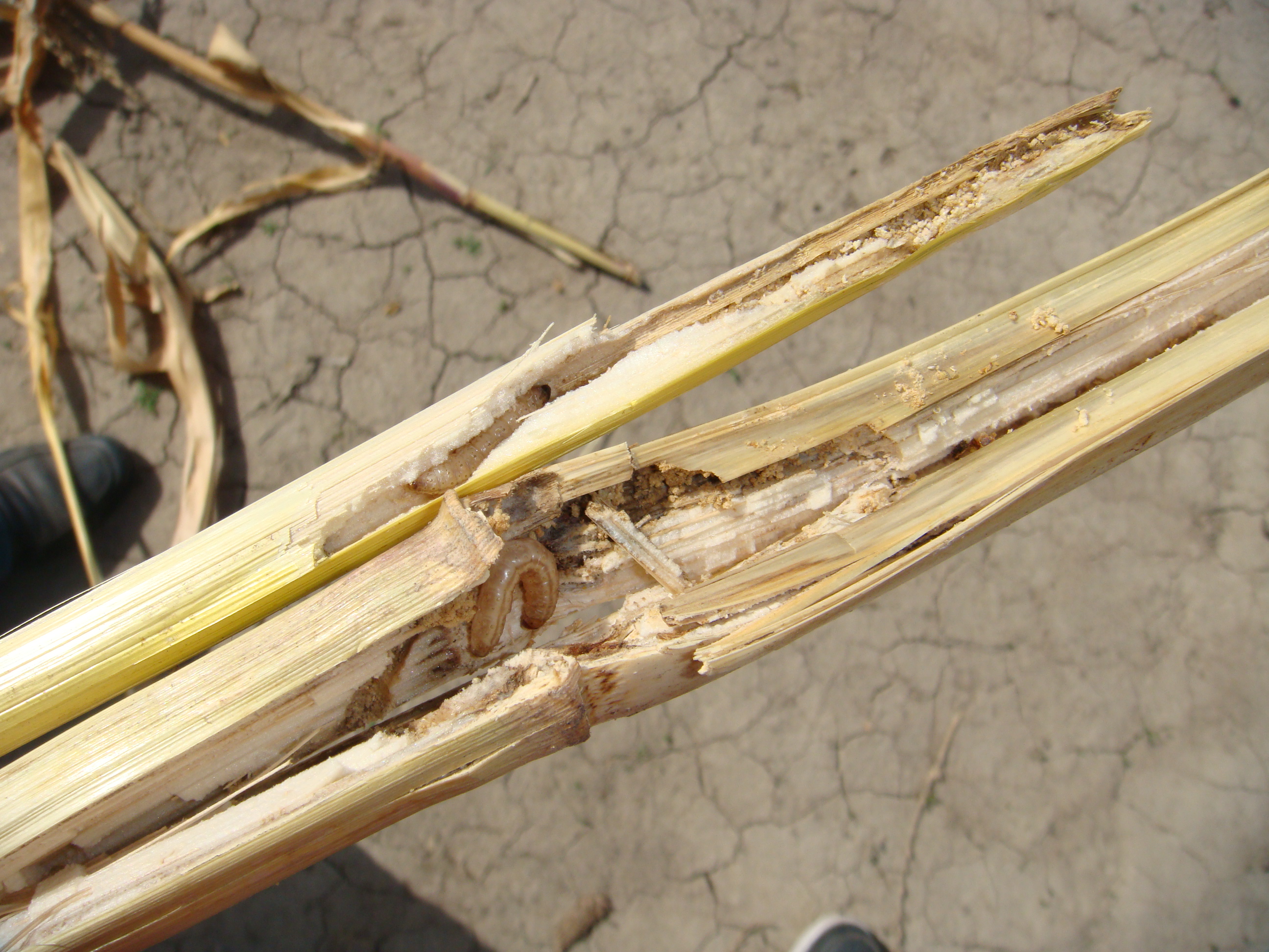  p data-id="tikshfizh5yg">玉米螟是鳞翅目螟蛾科野秆螟属节肢动物