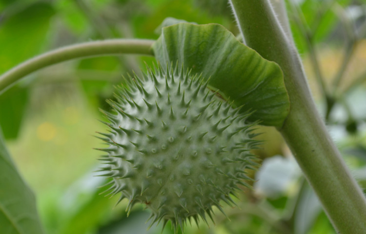 是茄科曼陀罗属植物.